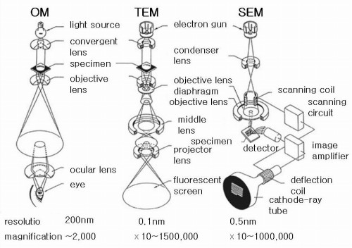 Image of SEM and TEM pictures