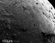 Image of SEM pictures
